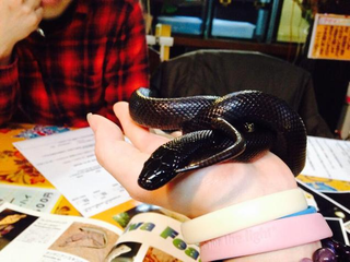 Illustration for article titled A Look Inside Japan's Reptile Cafes